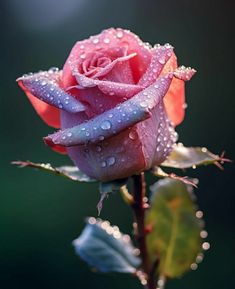 ���� ����_8IY3g